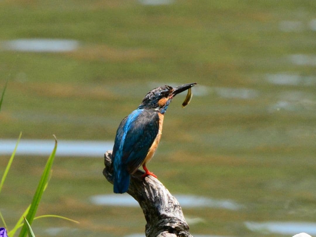 タムロン SP 150-600mm F5-6.3 Di VC USD　A011N