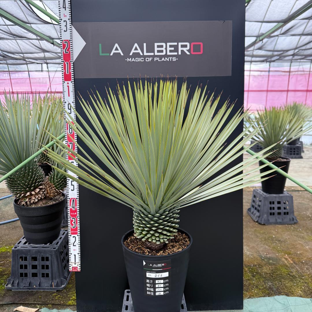 【AL856】ユッカ　ロストラータ　美形　強シルバー個体