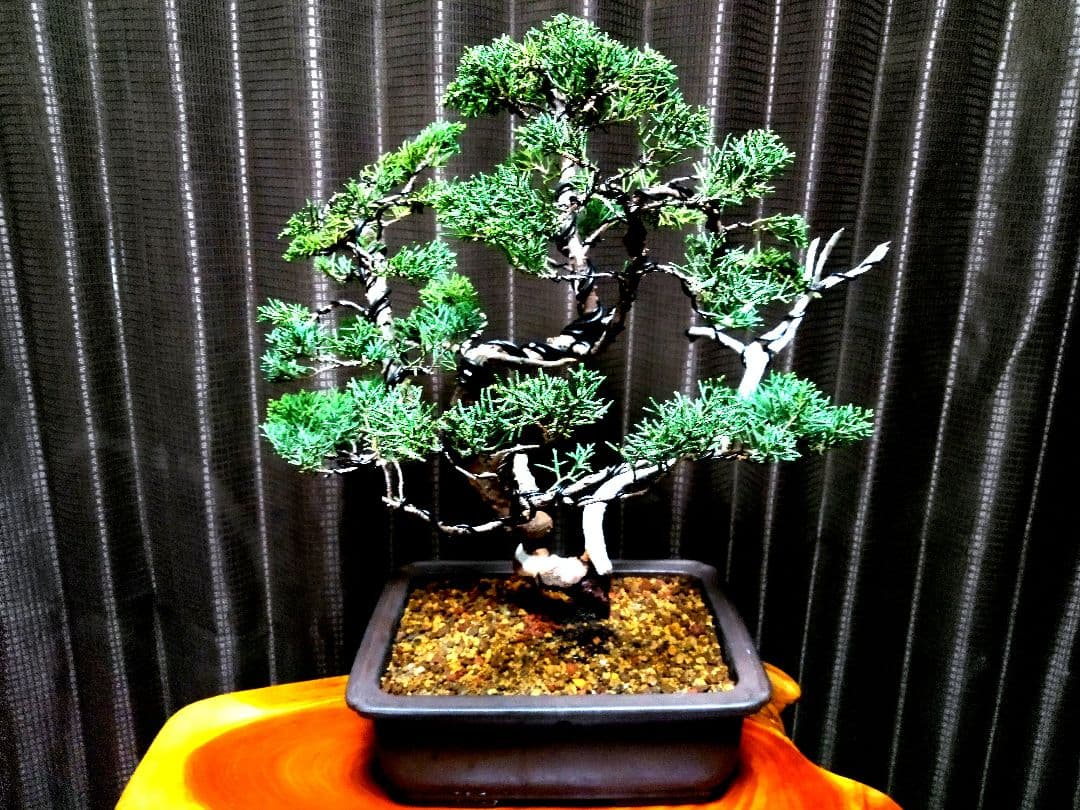 【中品　紀州真柏盆栽】　　　　⭕新春限定ご奉仕品❗