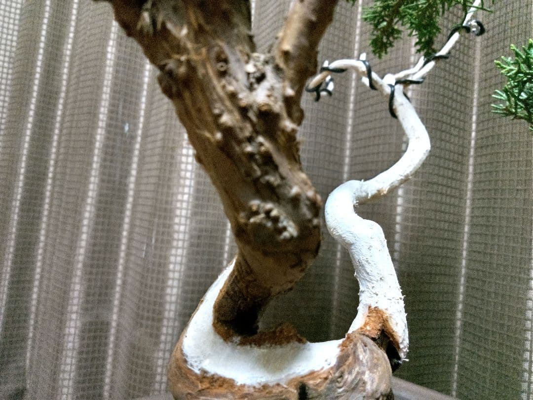 【中品　紀州真柏盆栽】　　　　⭕新春限定ご奉仕品❗