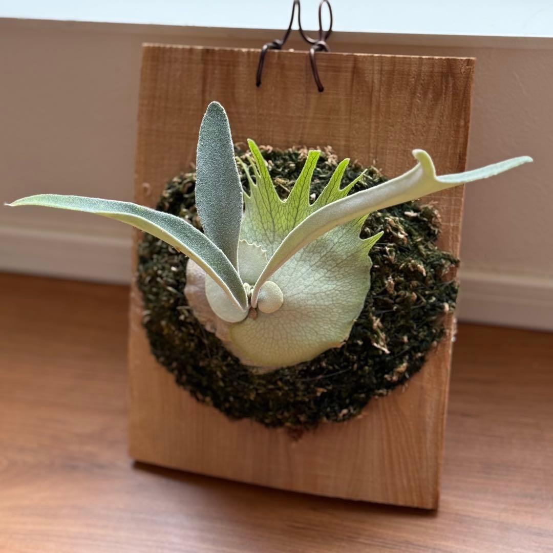 ビカクシダ　veitchii AR 初出し