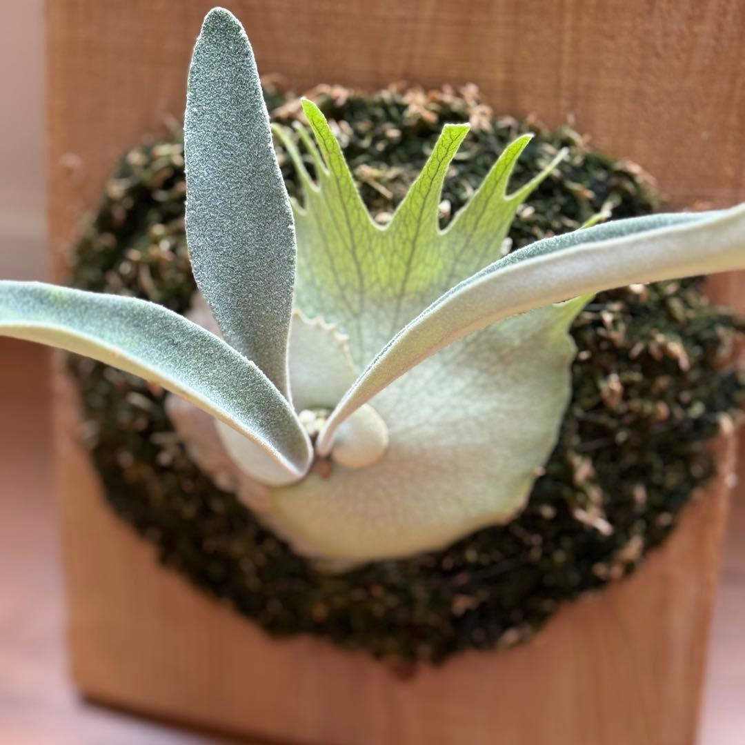 ビカクシダ　veitchii AR 初出し