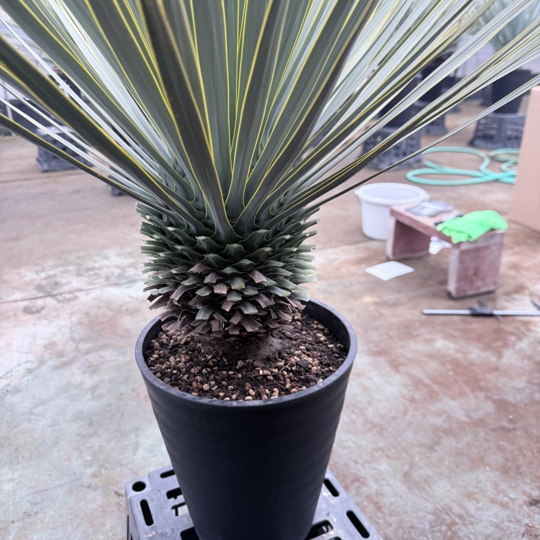 【AL1199】ユッカ　ロストラータ