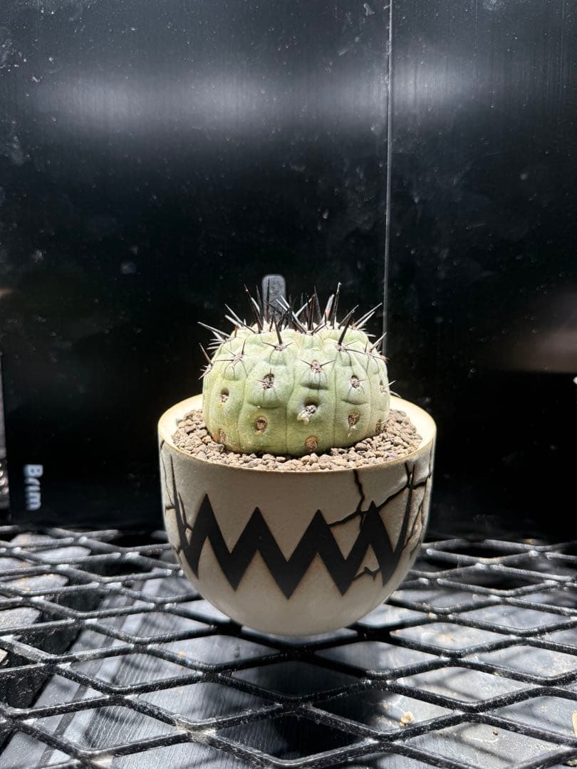 黒王丸　コピアポア　copiapoa cinerea VALIEM 鉢セット
