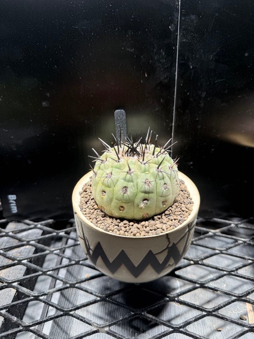 黒王丸　コピアポア　copiapoa cinerea VALIEM 鉢セット