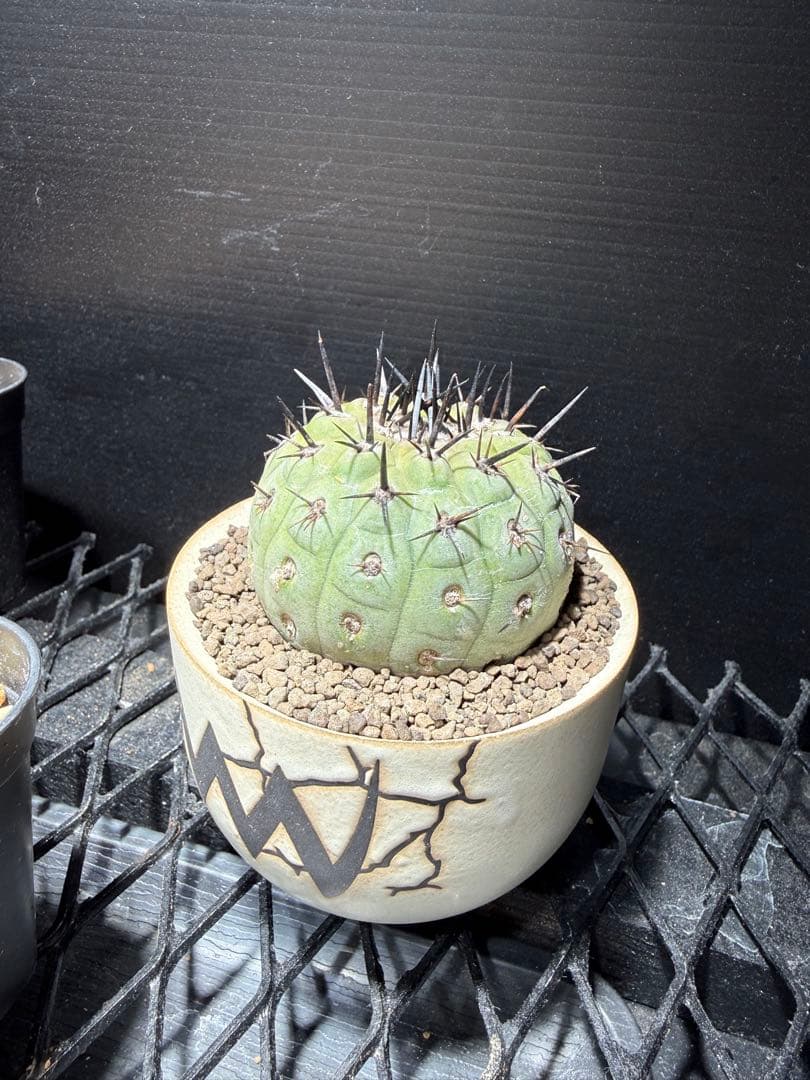 黒王丸　コピアポア　copiapoa cinerea VALIEM 鉢セット
