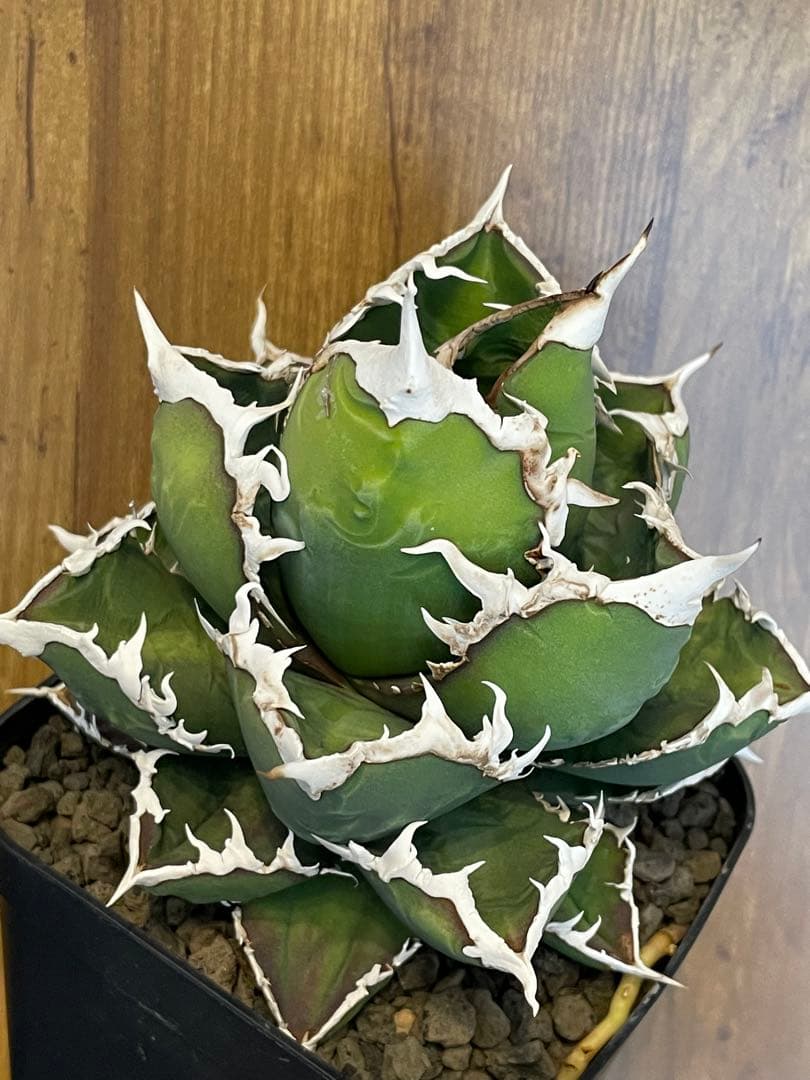 Agave titanota 【狼人】　コレクション株　中株