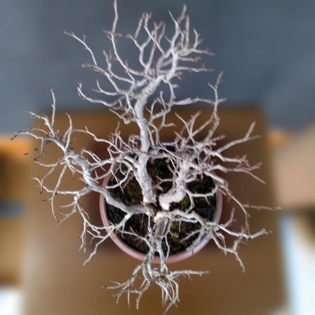 イワシデ盆栽 〔 岩四手 ]