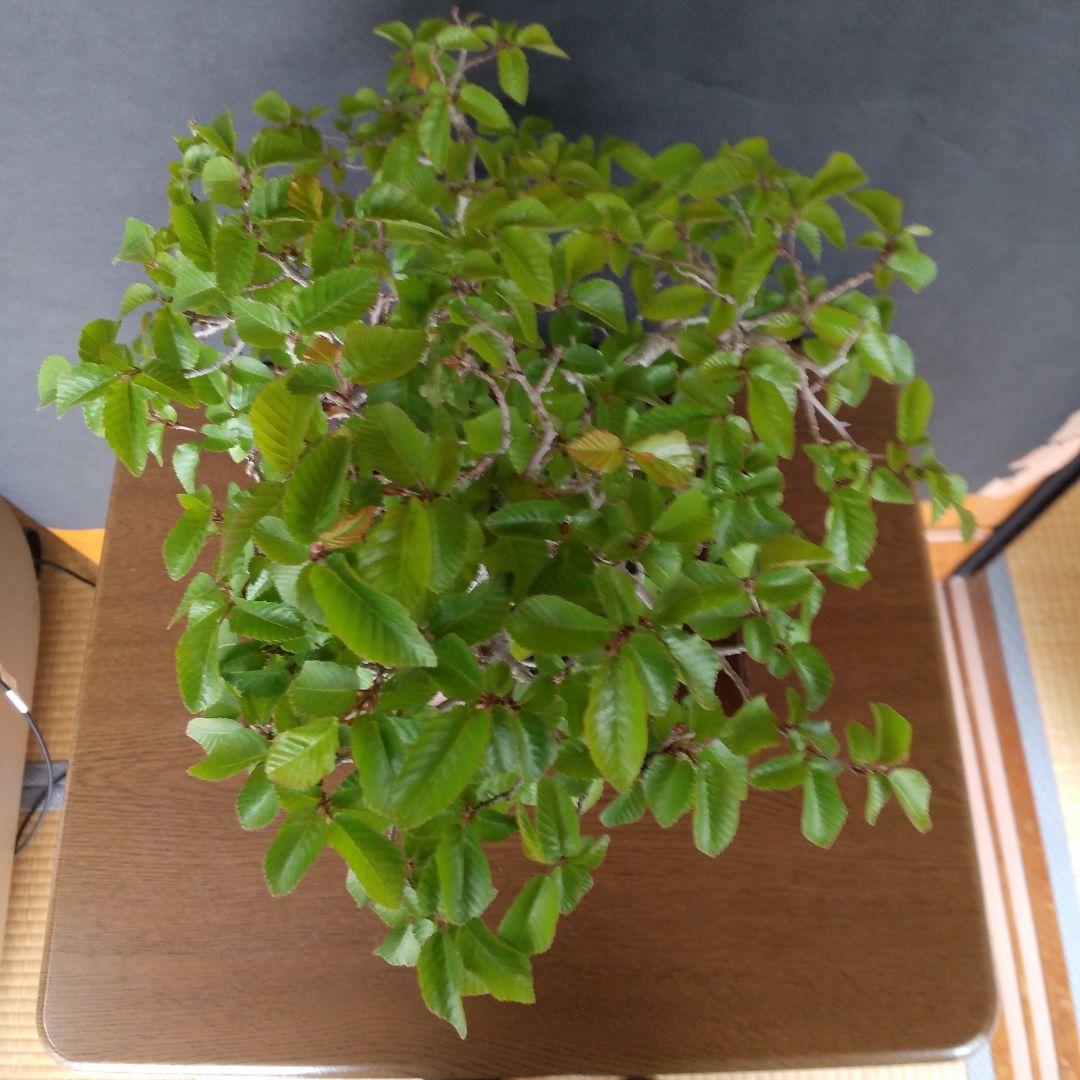 イワシデ盆栽 〔 岩四手 ]