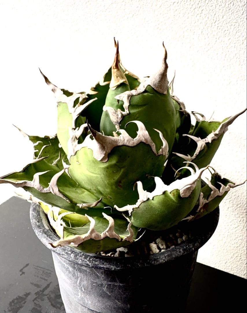 【大株】アガベ　チタノタ　シーザー　コレクション　美株　No.44