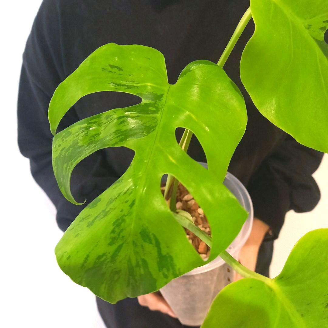 超絶希少 モンステラ デリシオーサ ライトライム（Light Lime）