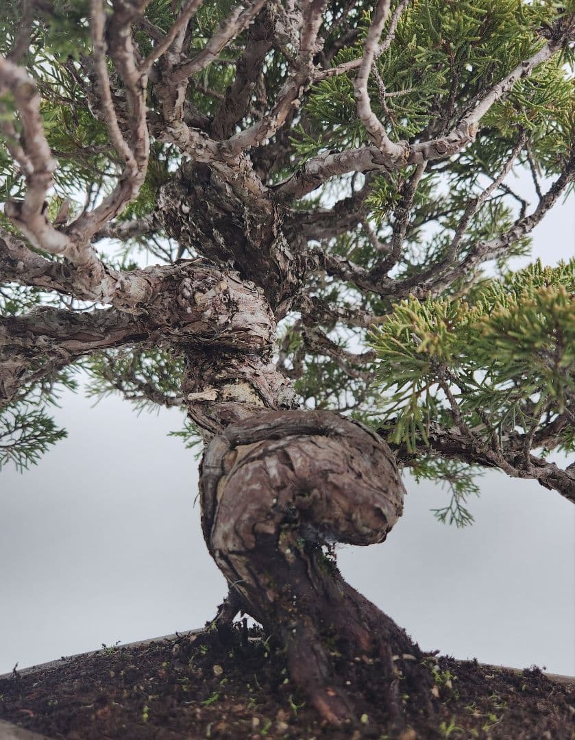 お正月セール 10日まで 小品 糸魚川真柏盆栽 五葉松盆栽 真柏盆栽 懸崖 真柏