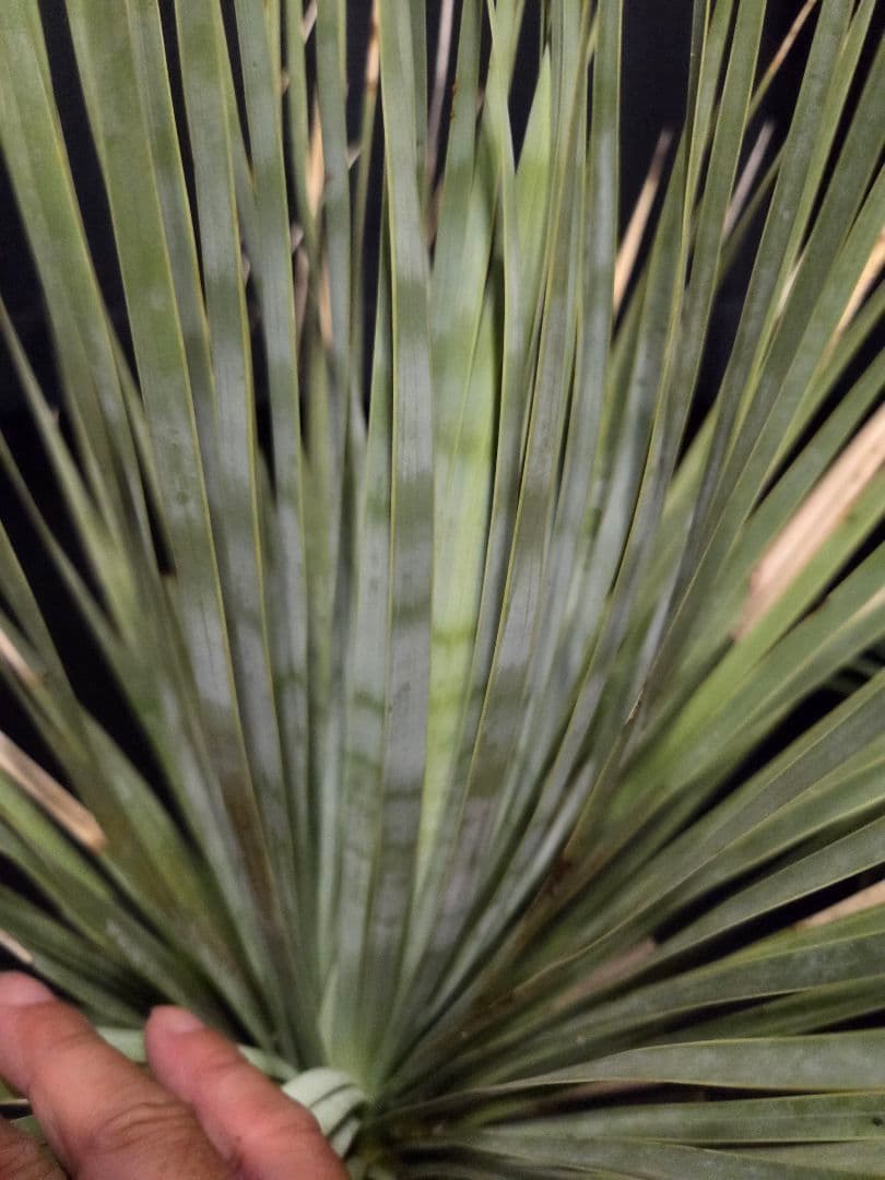 専用出品 特、セット割 ユッカ ロストラータ (う) 太株