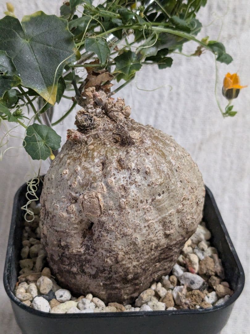 モモルディカ ボイビニー　希少？塊根植物