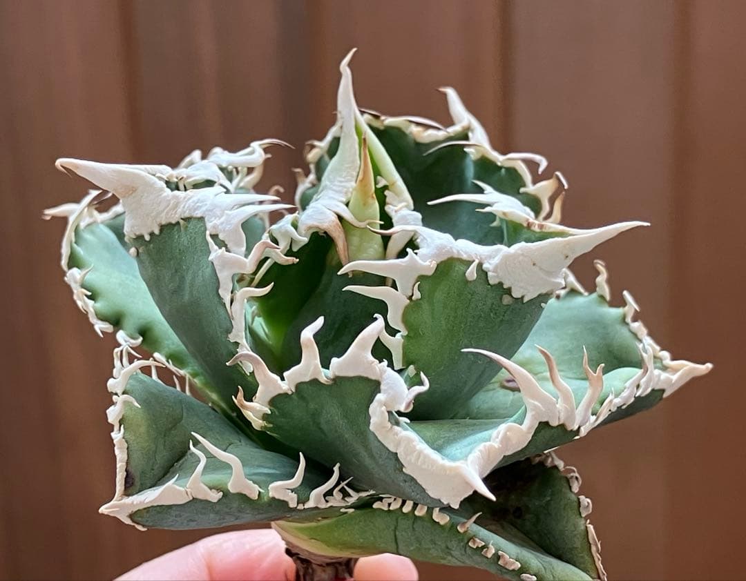 ポ*コ様 【週末オークション】超選抜　太棘　アガベ　チタノタ　白豪刺　TC 優秀