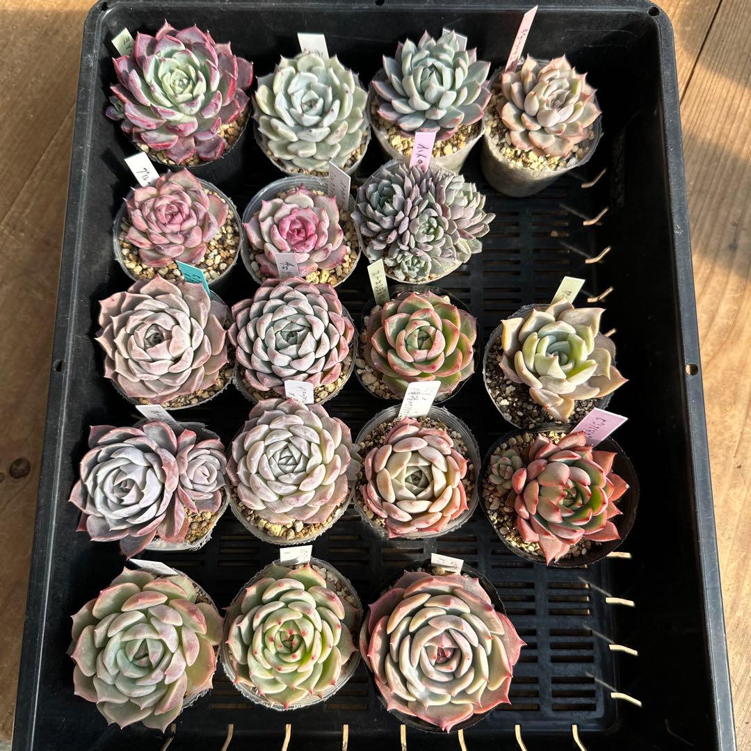 アサ様ご確認用　エケベリア可愛い子ちゃん♡