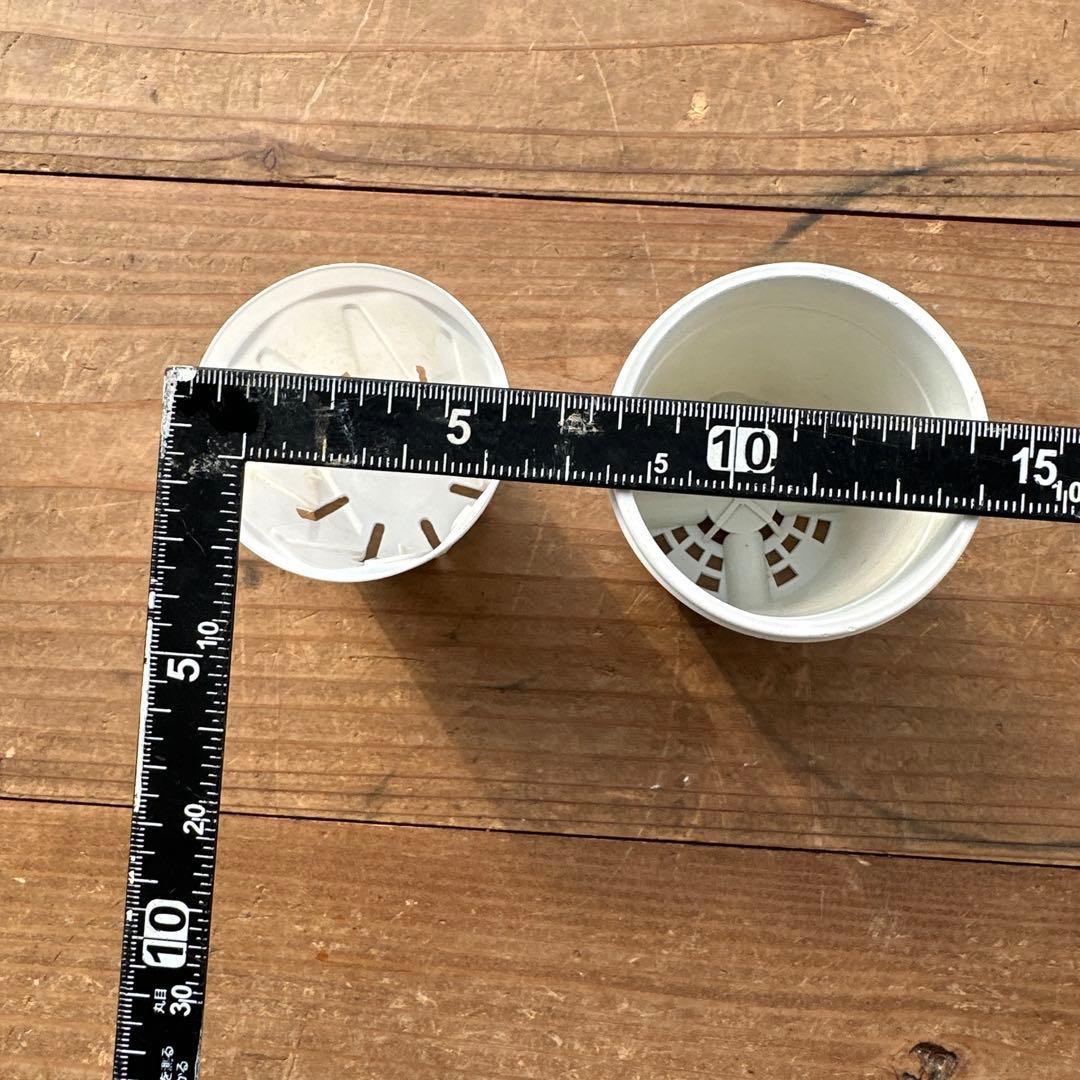 アサ様ご確認用　エケベリア可愛い子ちゃん♡