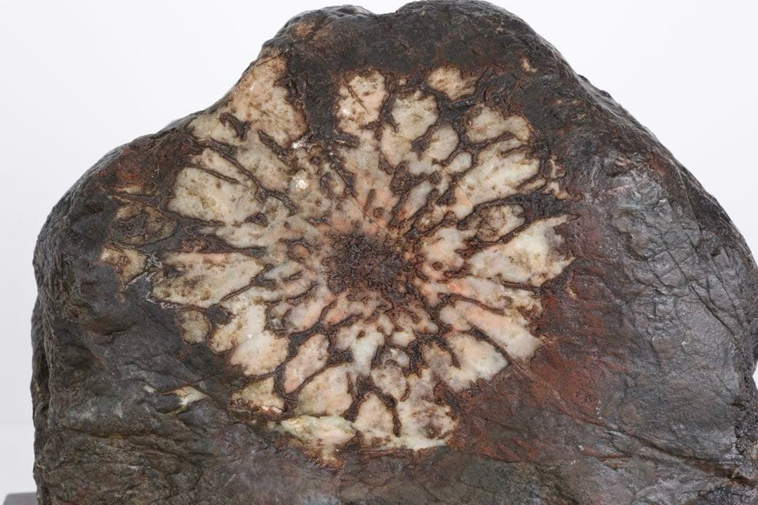 天然菊花石 大輪 台座付 大型8.5kg 鑑賞石 原石 水石 盆石 紋石 美石