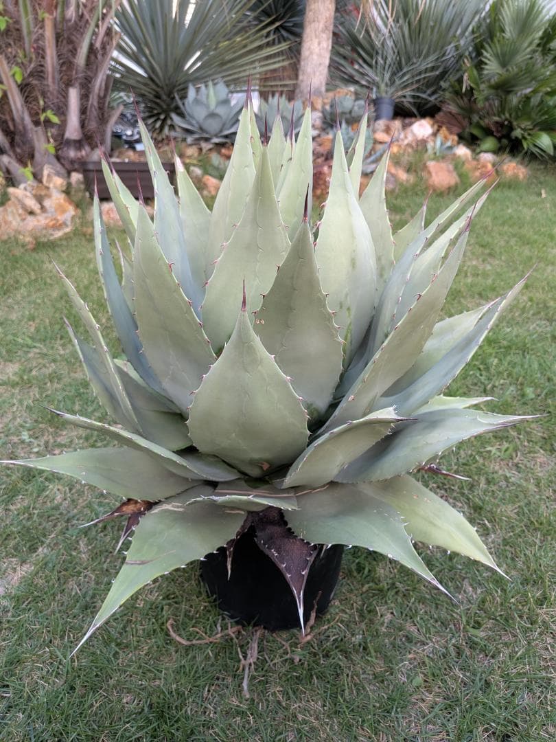 【希少特大株60㎝オーバー】アガベ パリー・ホーチェンシス　コレクションの看板株