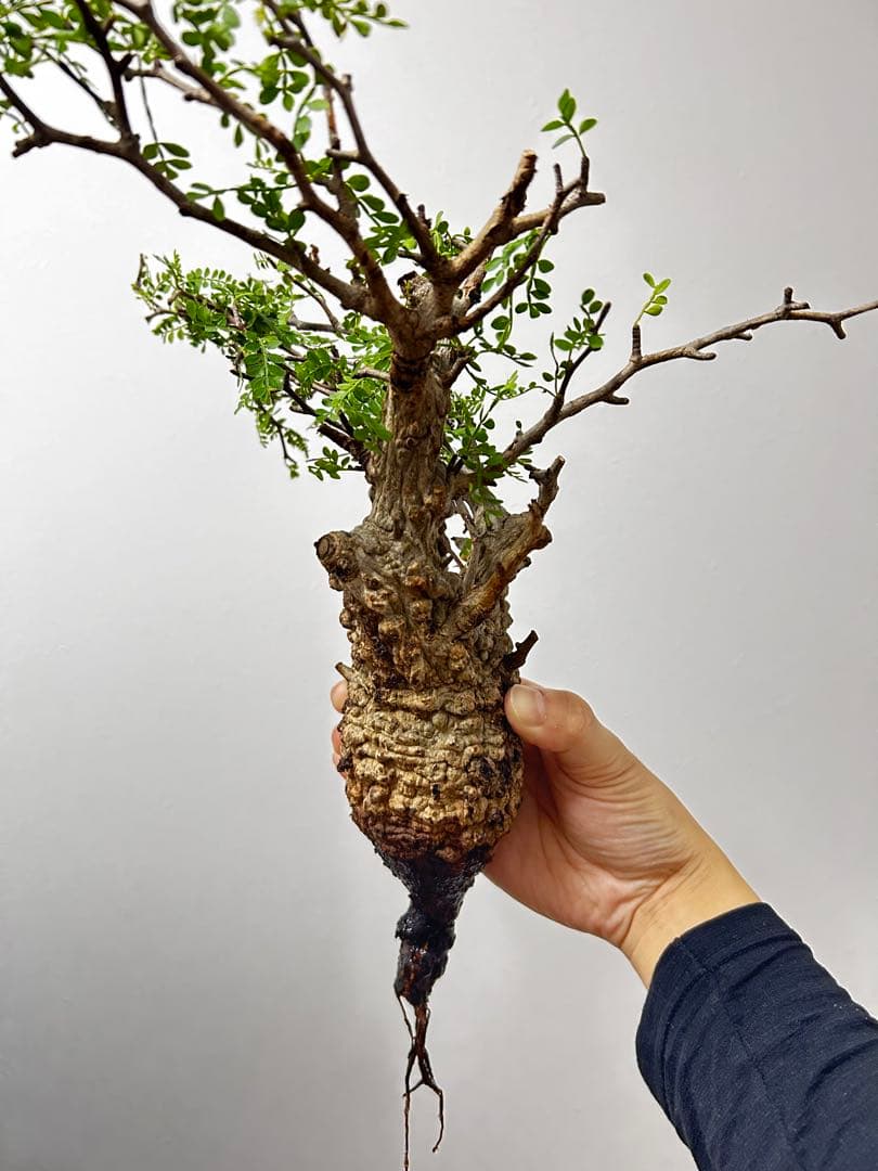 【現地発根株】オペルクリカリアパキプス