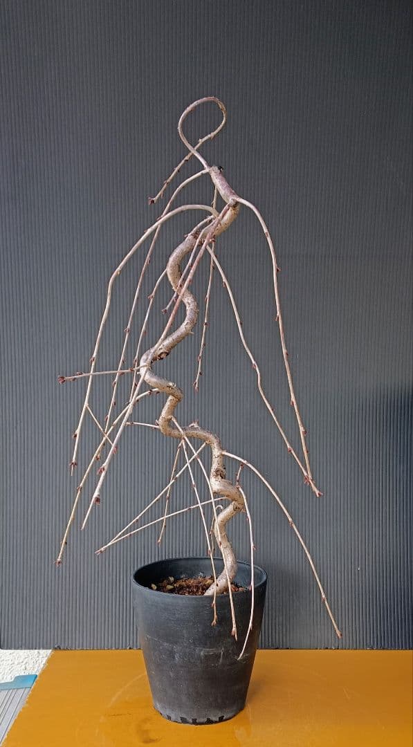 富士枝垂桜盆栽