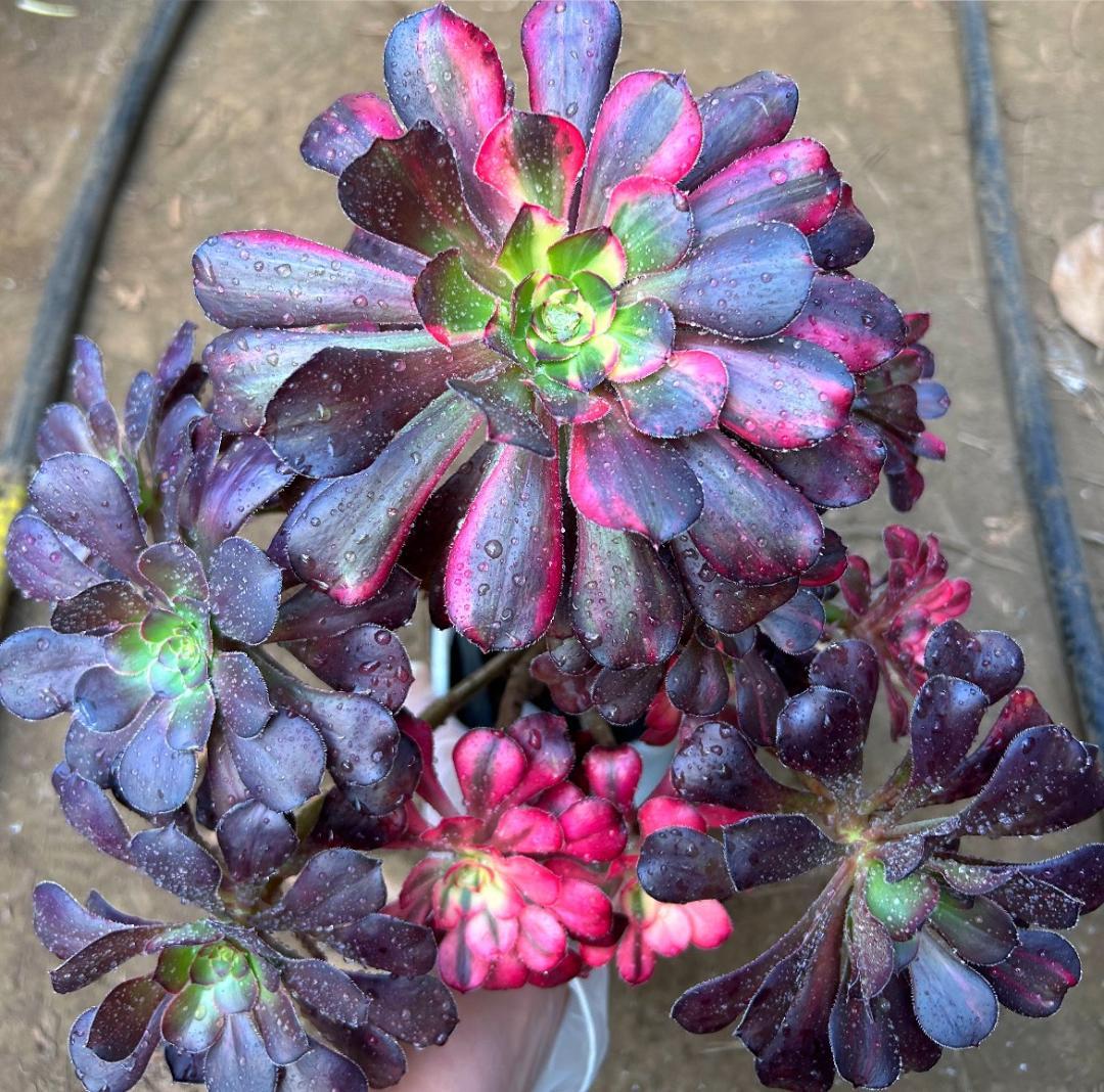 専用出品‼️アエオニウム　シャネル七彩2株　悪魔の目　カット1苗　抜き苗1株