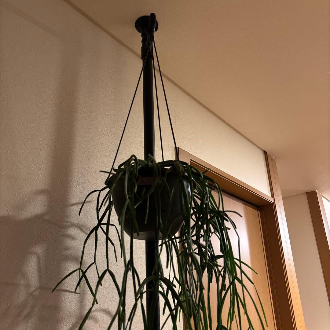 観葉植物 突っ張りポール 鉢2点 合計3点セット 240センチ前後 新品未使用品