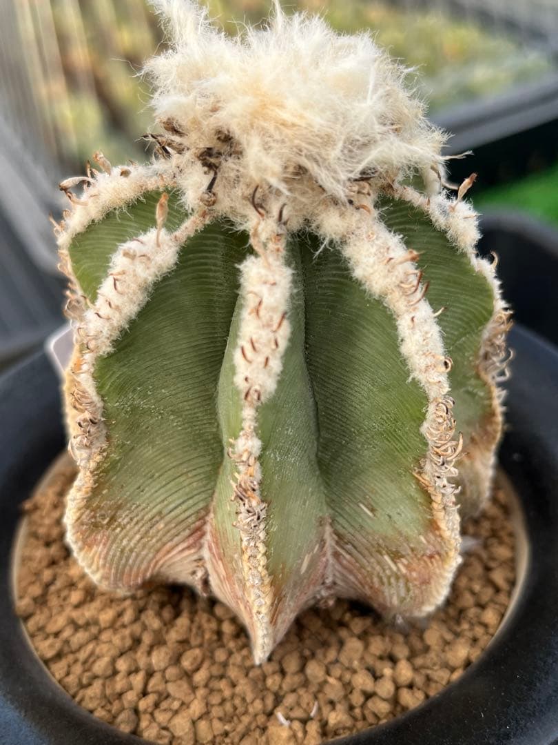 アズテキウム　ヒントニー