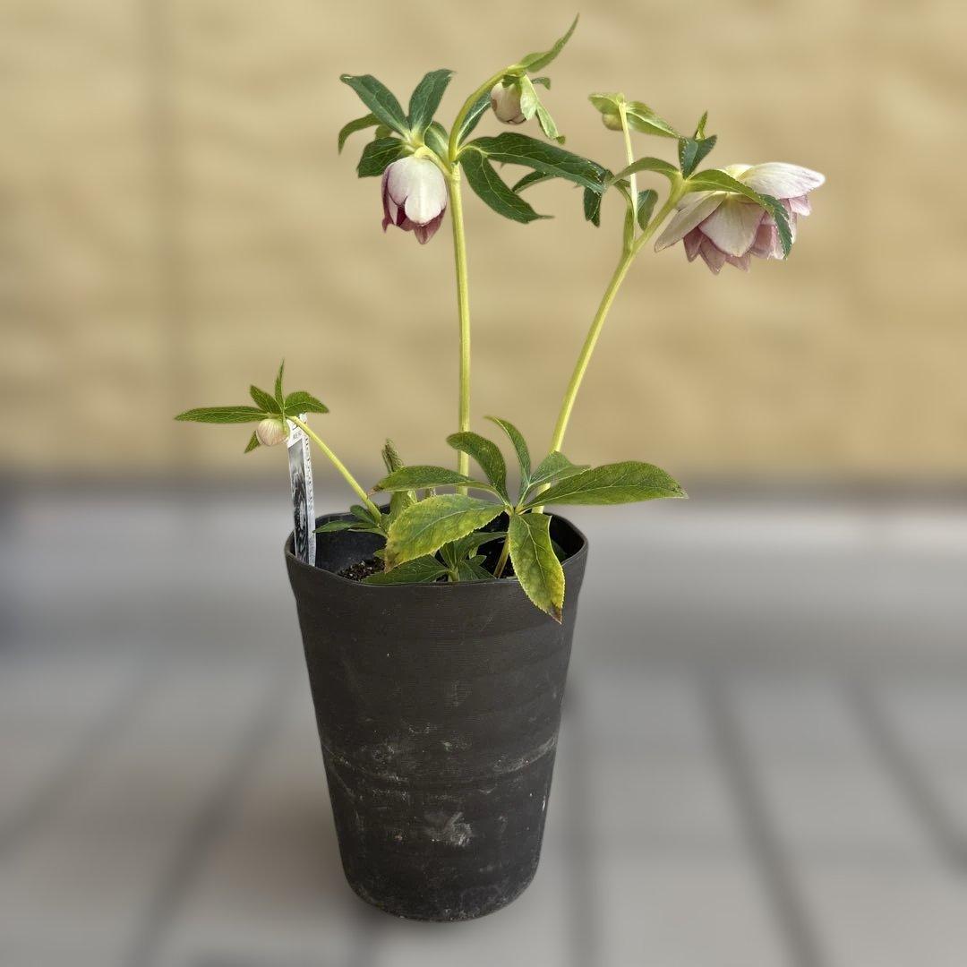 リバーシブルオーレアミスト　広瀬園芸　クリスマスローズ　白抜け　開花株　匿名発送