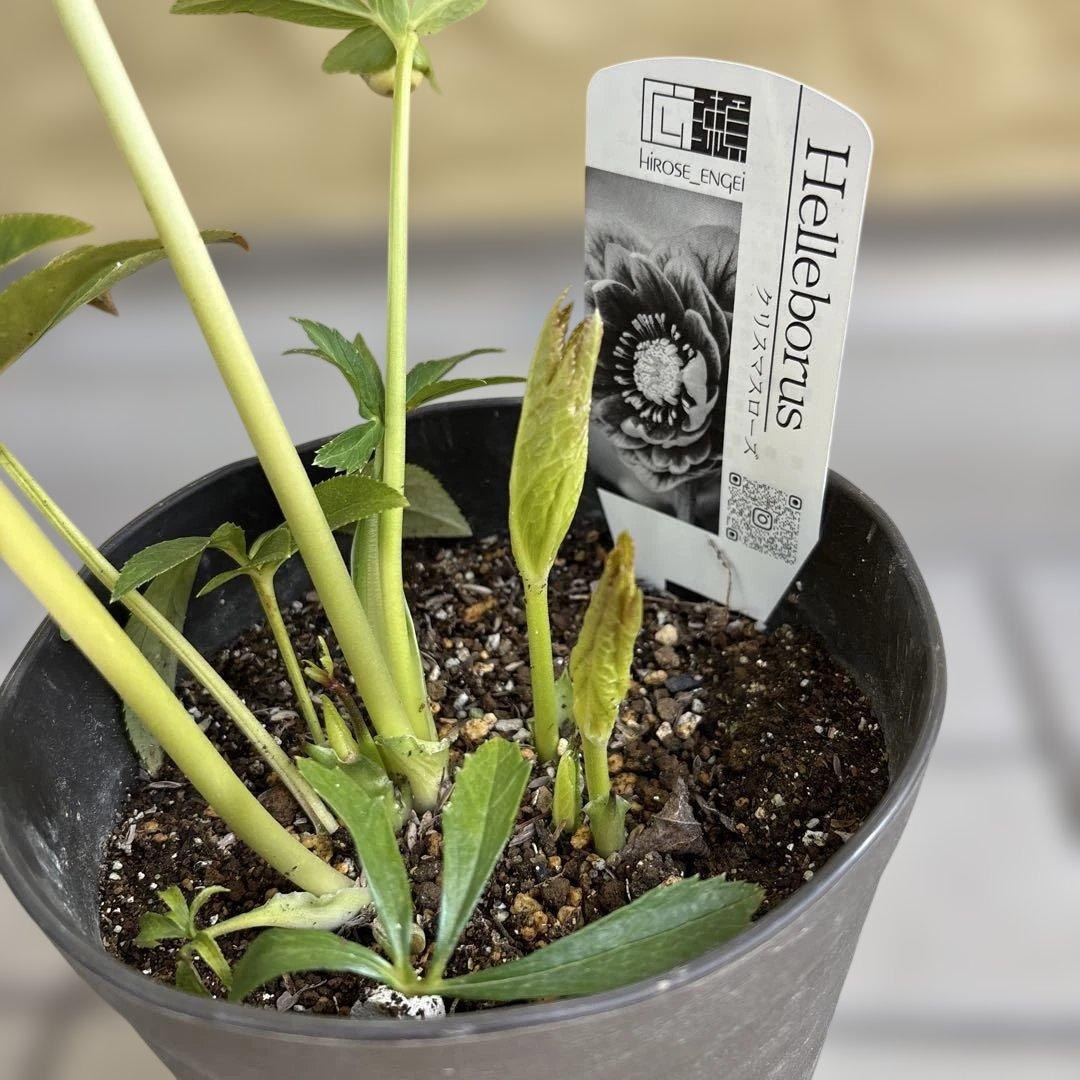 リバーシブルオーレアミスト　広瀬園芸　クリスマスローズ　白抜け　開花株　匿名発送