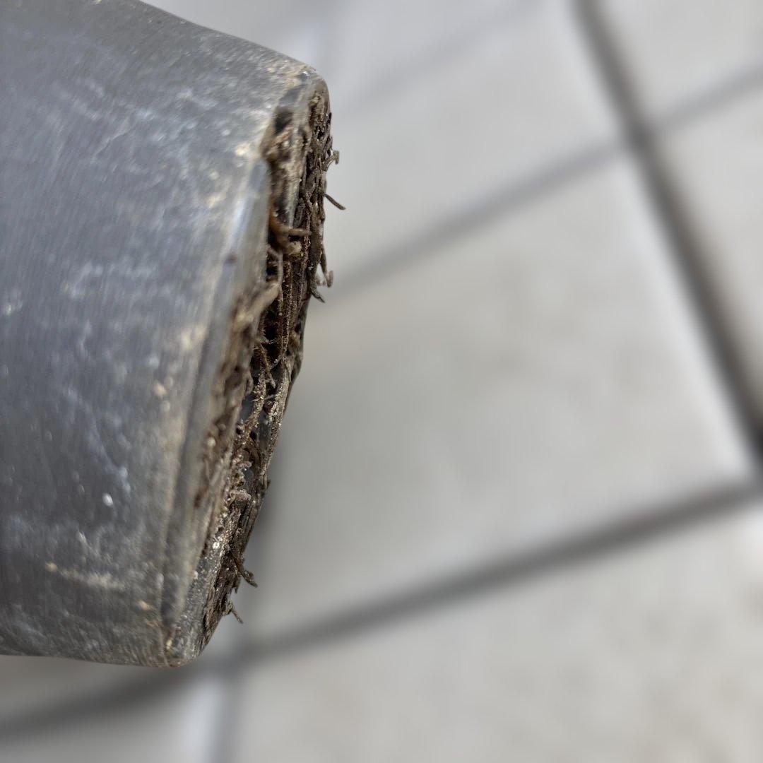 リバーシブルオーレアミスト　広瀬園芸　クリスマスローズ　白抜け　開花株　匿名発送