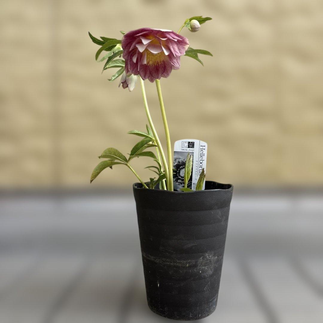 リバーシブルオーレアミスト　広瀬園芸　クリスマスローズ　白抜け　開花株　匿名発送