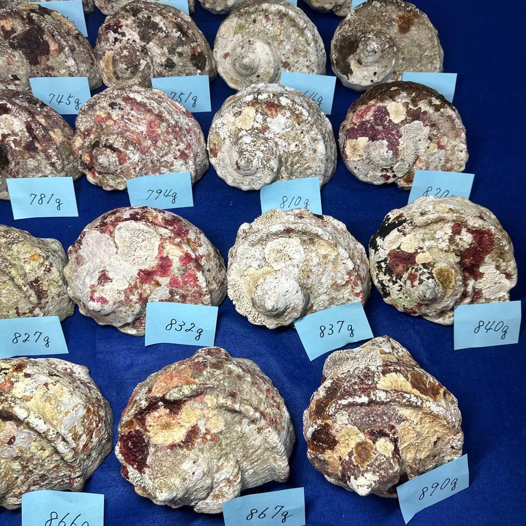 夜光貝　ヤコウ貝　まとめ売り　24個　19kg アクセサリー　ルアー