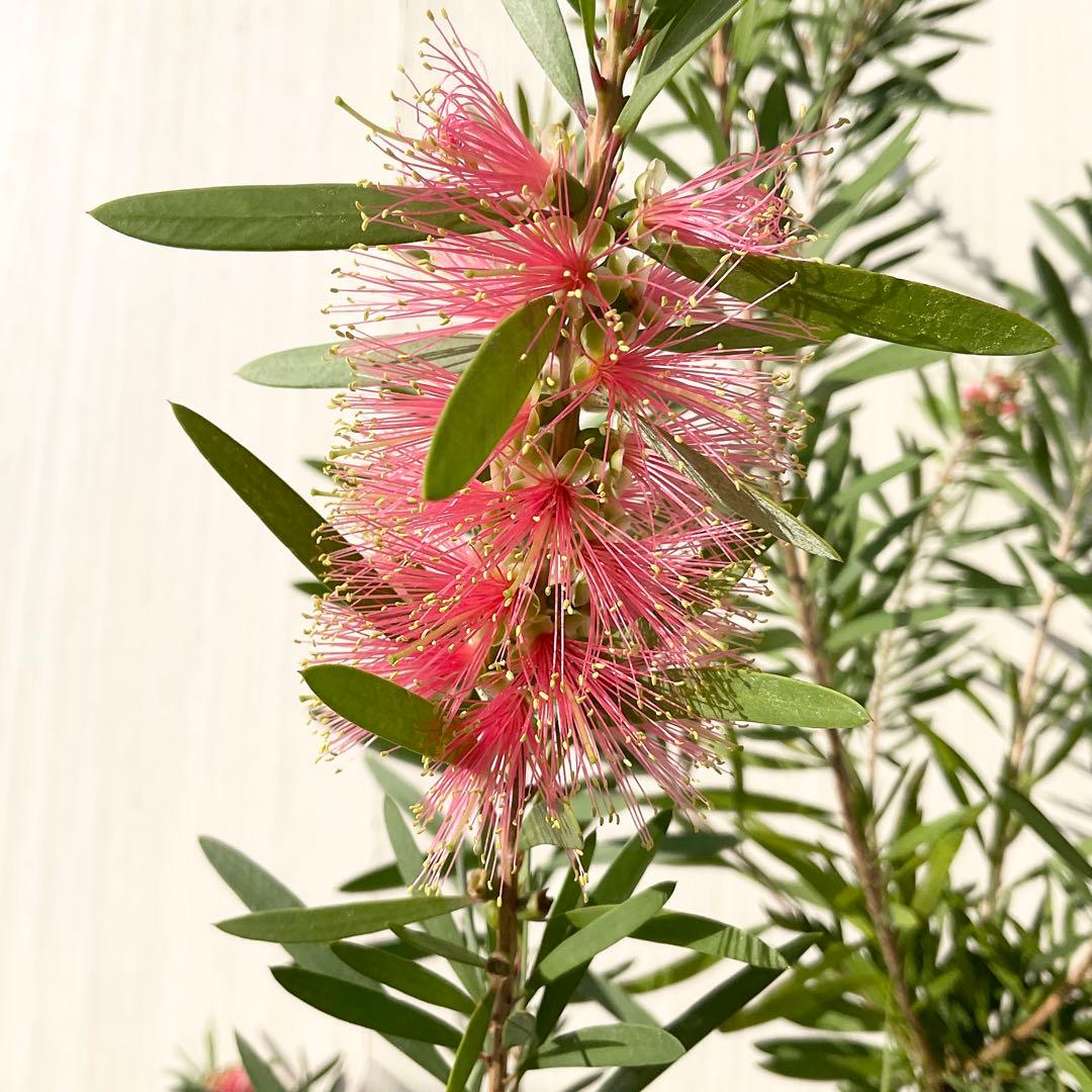 金宝樹　ピンクシャンパン/ 734