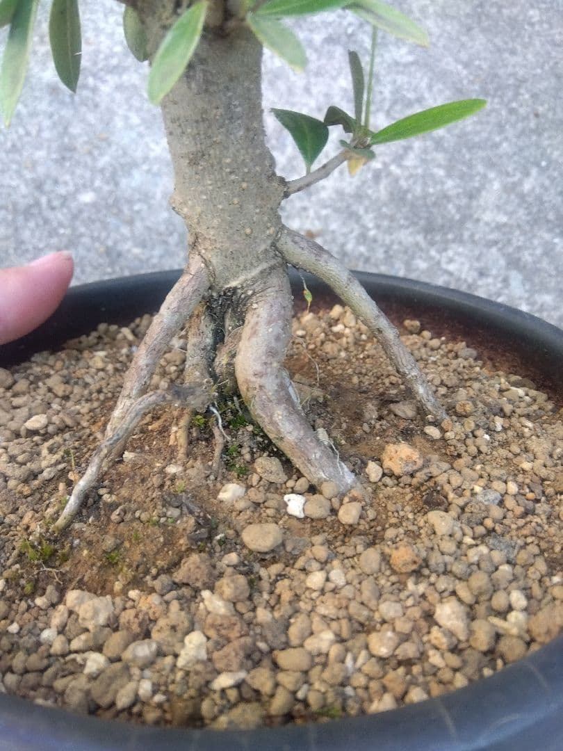 オリーブ　ひなかぜ　盆栽　6号陶器鉢つき　根上がり❗　①