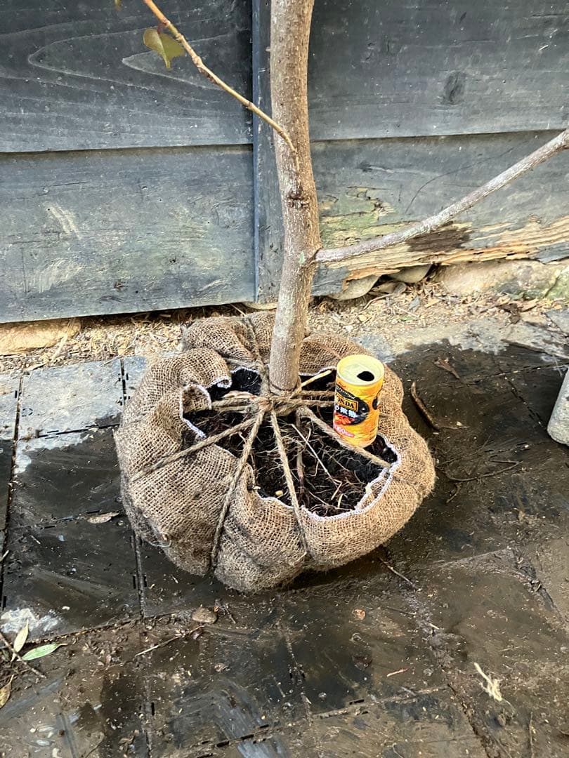 希少　山採り　ヤマグルマ