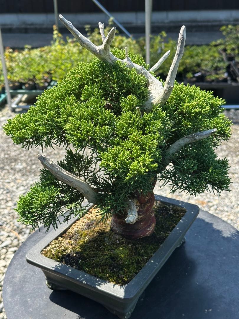 盆栽 糸魚川真柏 太幹 貴風サイズ-1