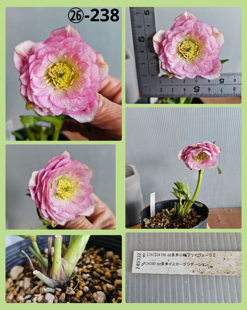 mirakojin様ご購入苗㉖-121～㉖-247