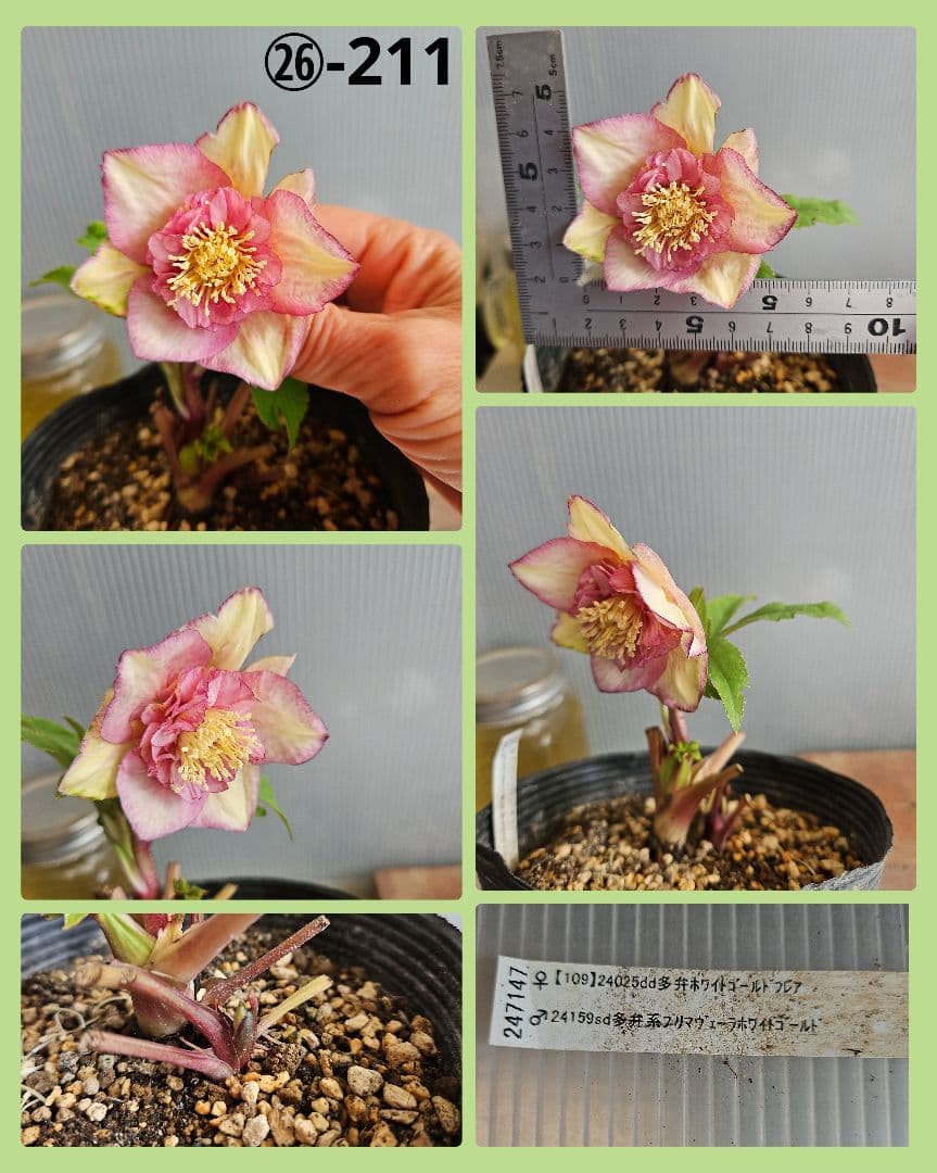 mirakojin様ご購入苗㉖-121～㉖-247