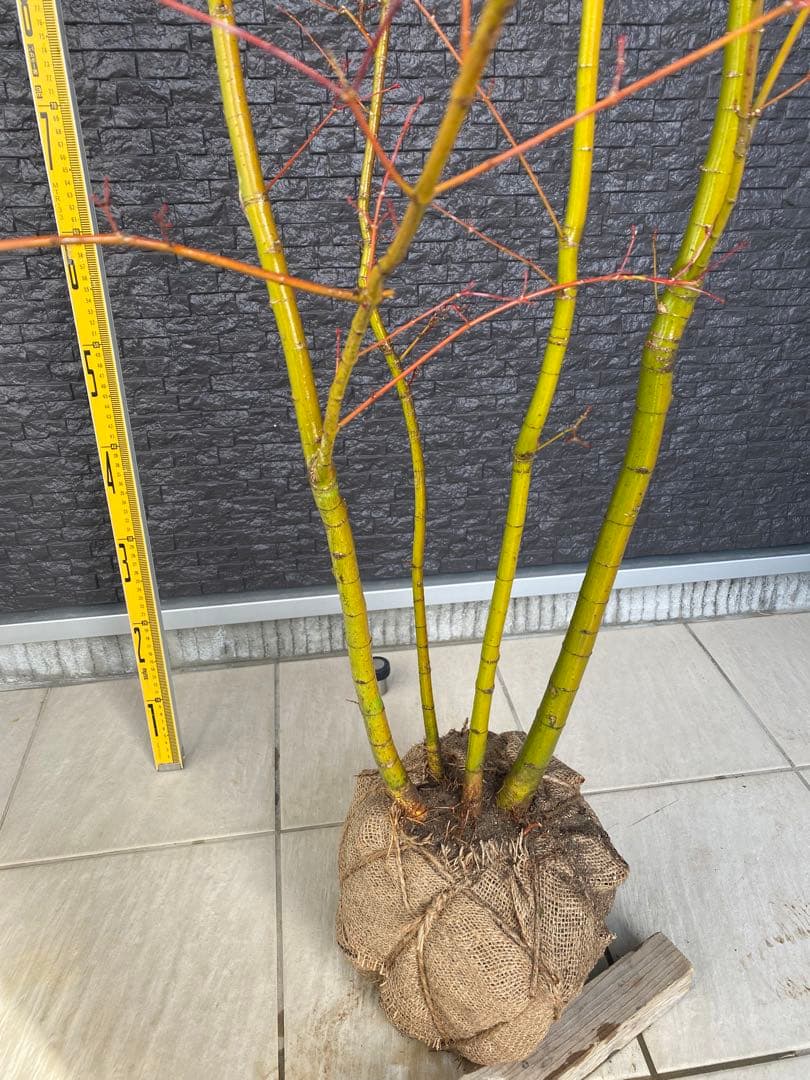 イロハモミジ　株立ち　H1.5m