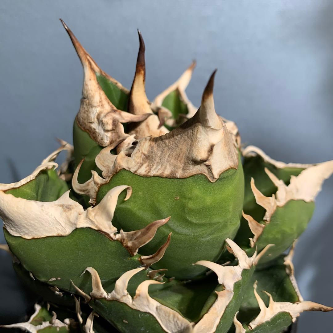 極上OC株★SAD 南アフリカダイヤモンド アガベ チタノタ 極太バンド