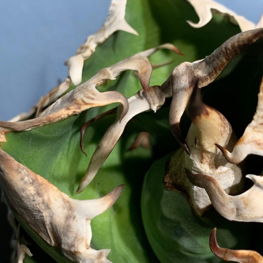 極上OC株★SAD 南アフリカダイヤモンド アガベ チタノタ 極太バンド