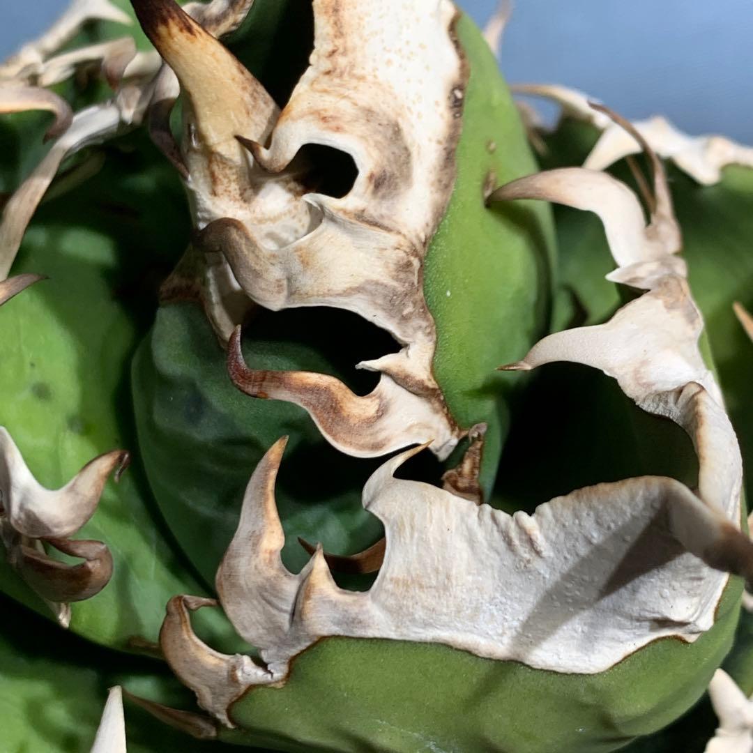 極上OC株★SAD 南アフリカダイヤモンド アガベ チタノタ 極太バンド