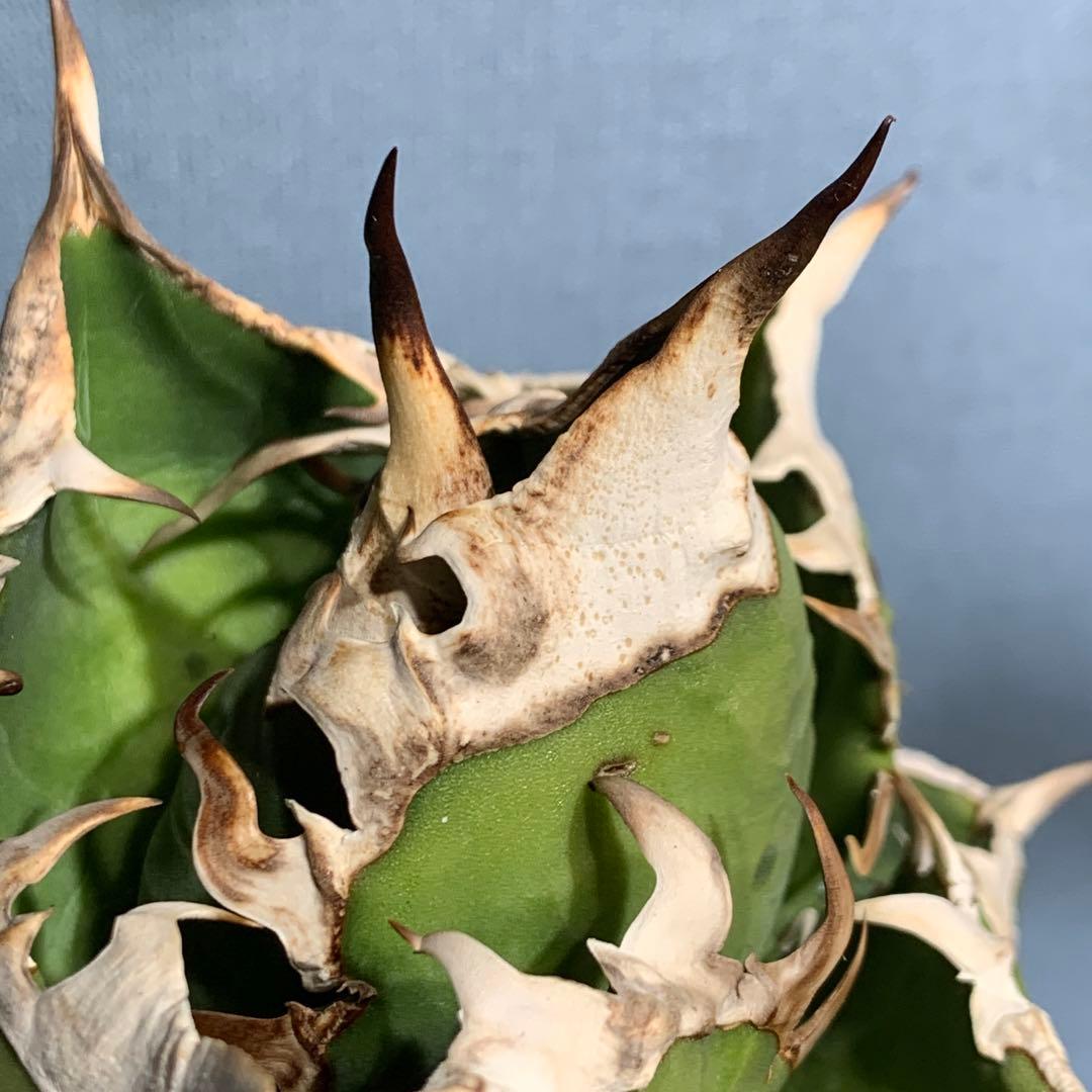 極上OC株★SAD 南アフリカダイヤモンド アガベ チタノタ 極太バンド