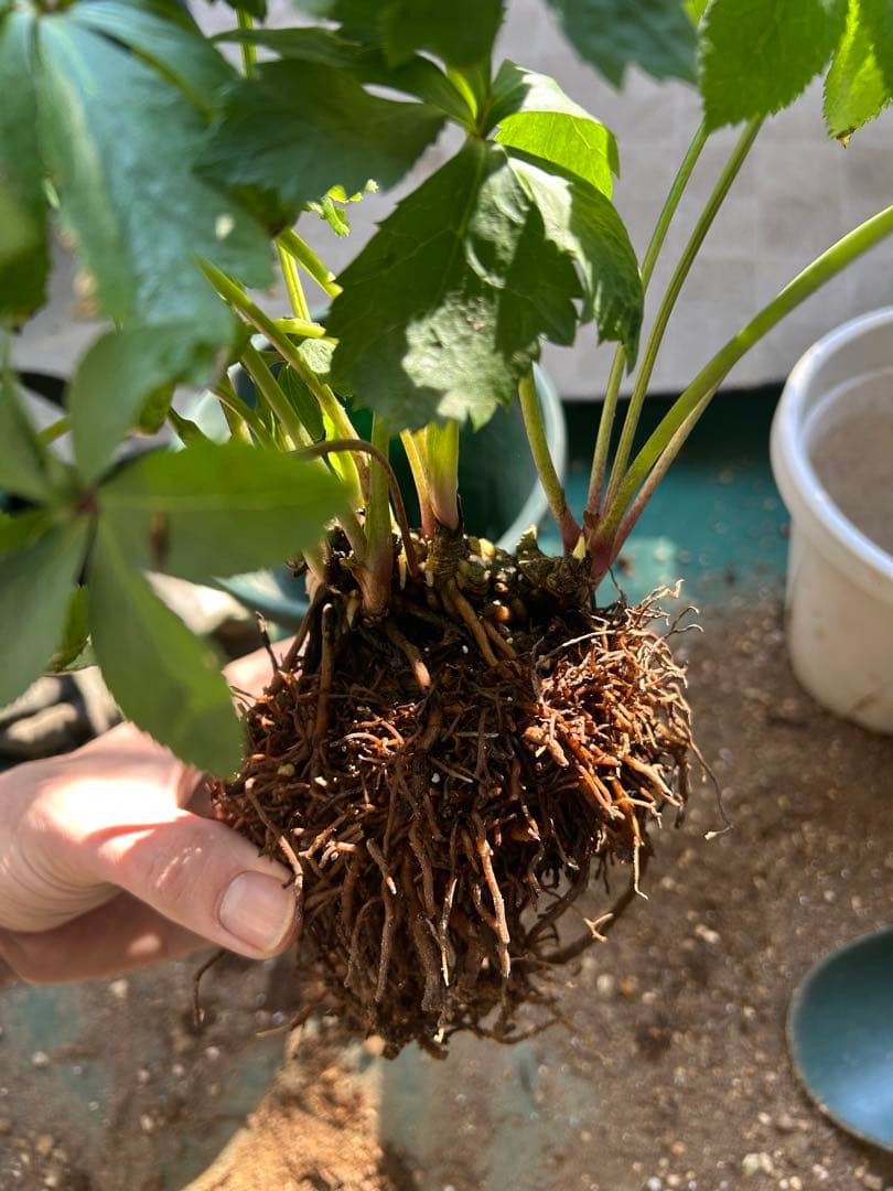 クリスマスローズ　株分け　大木ナーセリー　デュメ系　ss カップ咲き