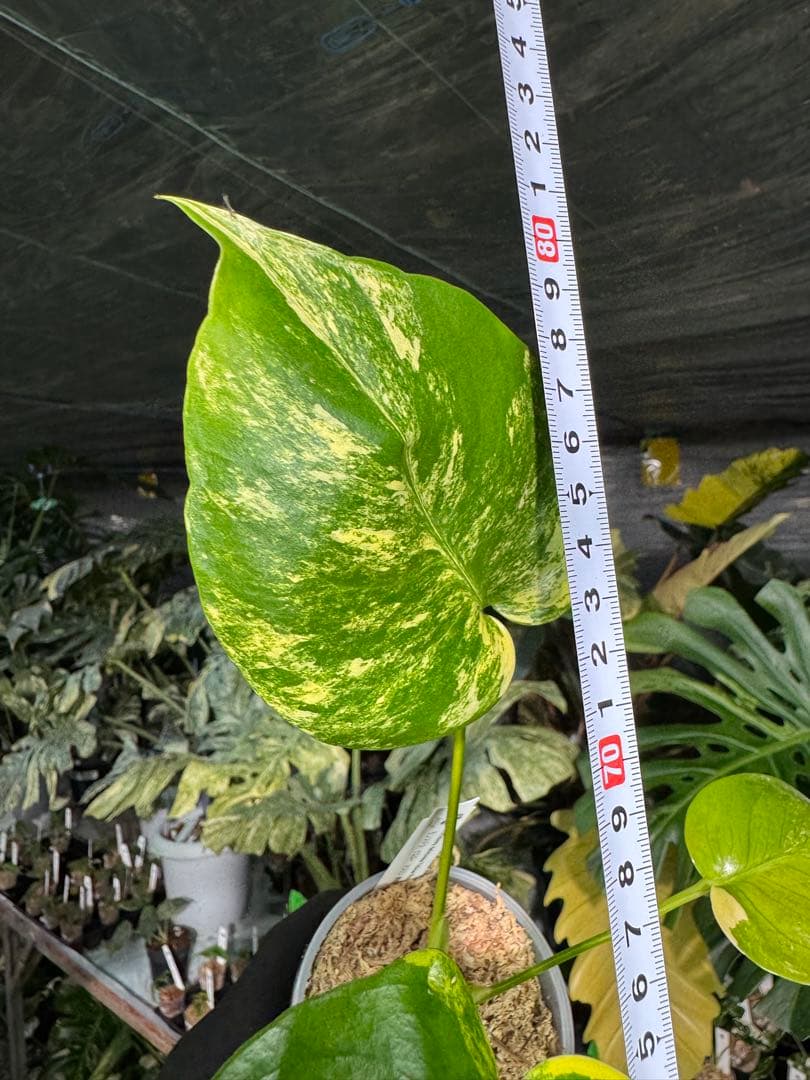 3 モンステラ　イエローマリリン　黄斑入り　送料込み