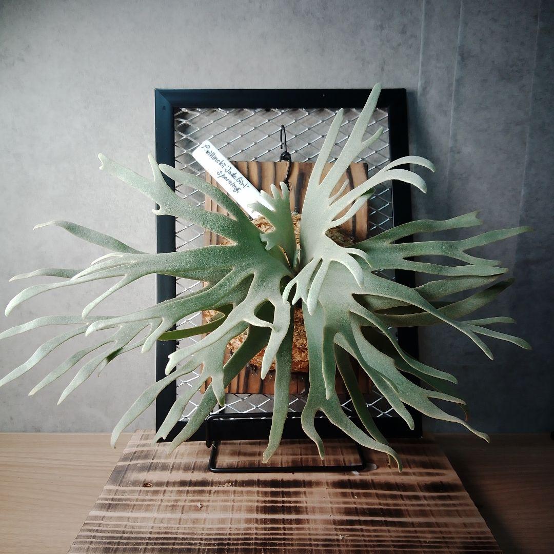 P.willinckii Jade Girl ジェイドガール