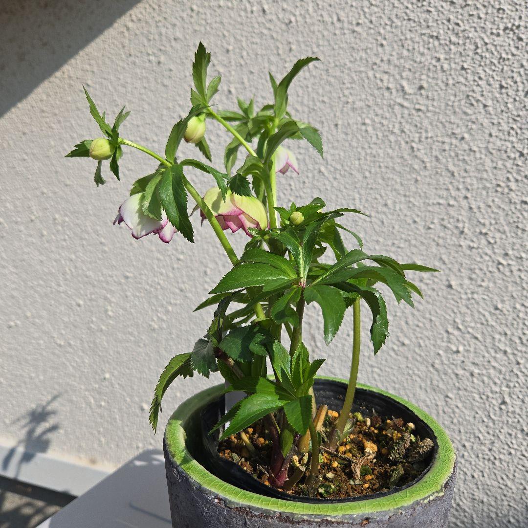 クリスマスローズ　大木ナーサリー　ムルチフィダス系dd