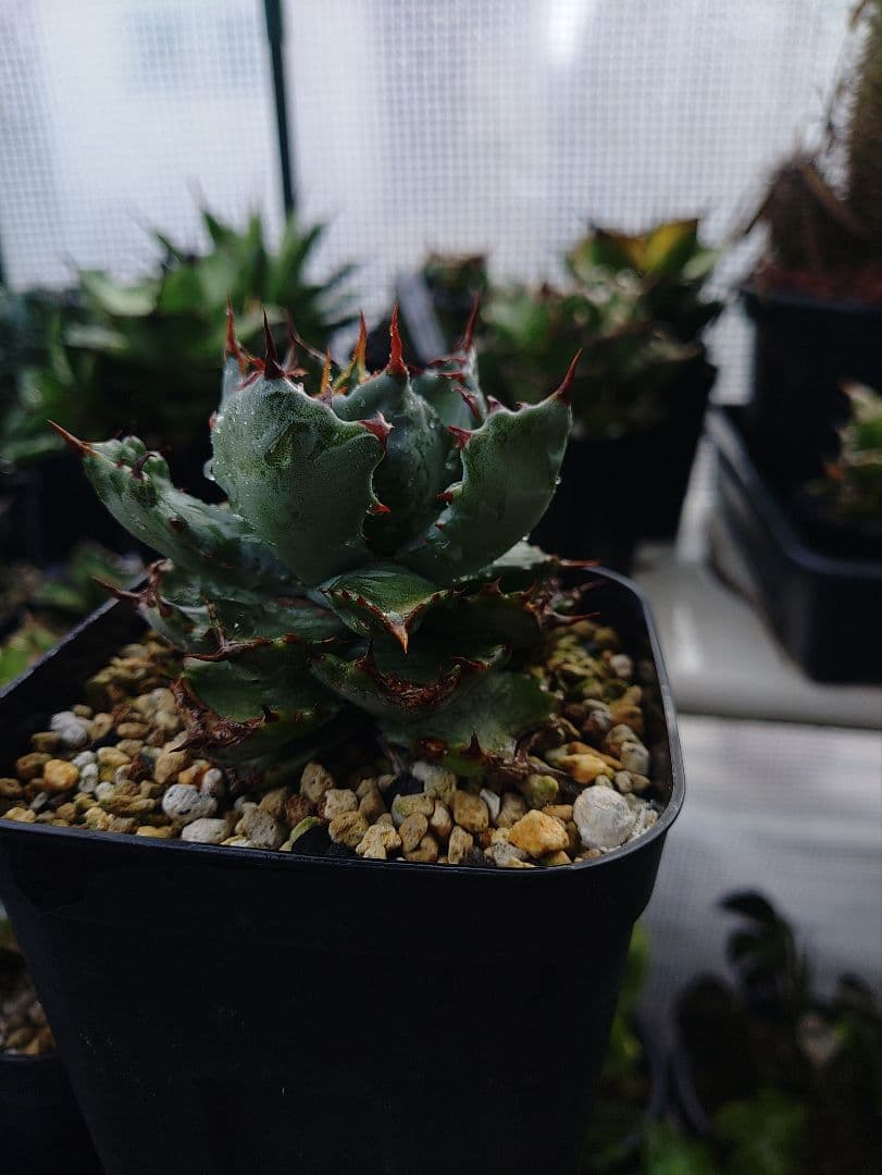 アガベ 姫蠍蟹 メルカリ便