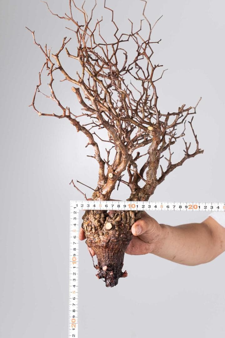 ★本日13時〆 LP89 オペルクリカリア パキプス コーデックス ベアルート株